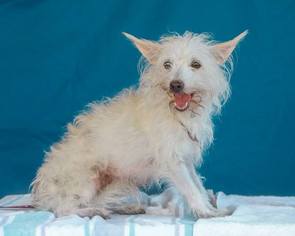 Norwich Terrier Dogs for adoption in Pasadena, CA, USA
