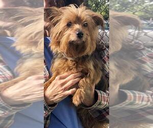 Mutt Dogs for adoption in Boca Raton, FL, USA