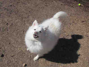 American Eskimo Dog Dogs for adoption in Plano, TX, USA