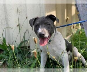 Borador Dogs for adoption in McKinleyville, CA, USA