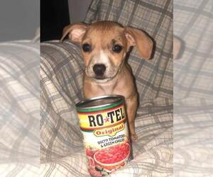 Dachshund Dogs for adoption in Bullard, TX, USA
