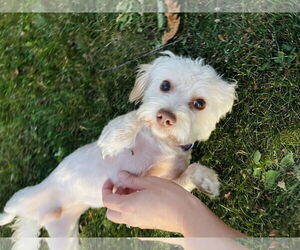 Medium Photo #1 Maltese Puppy For Sale in Winter, WI, USA