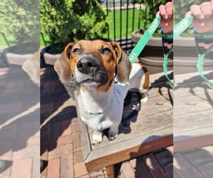 Dachshund-Unknown Mix Dogs for adoption in New London, WI, USA