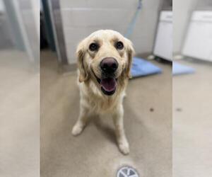 Labrador Retriever Dogs for adoption in Santa Maria, CA, USA