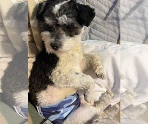 Maltipoo Dogs for adoption in Visalia, CA, USA