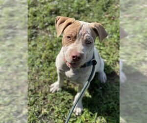 American Bulldog Dogs for adoption in Fort Lauderdale, FL, USA