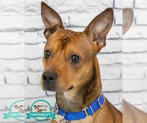 Mutt Dogs for adoption in Kennesaw, GA, USA