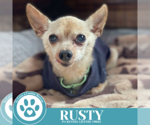 Chihuahua Dogs for adoption in Kimberton, PA, USA