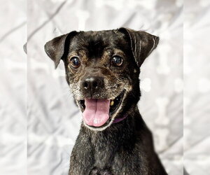 Pug Dogs for adoption in Spring Lake, NJ, USA