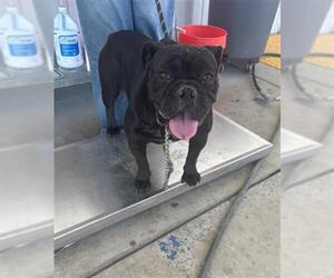 American Bulldog Dogs for adoption in Bakersfield, CA, USA