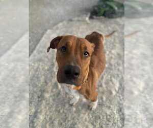 Mutt Dogs for adoption in Evansville, IN, USA