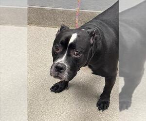 American Pit Bull Terrier-Unknown Mix Dogs for adoption in Las Vegas, NV, USA