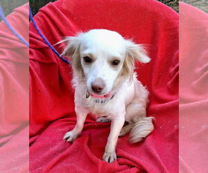 Dachshund-Unknown Mix Dogs for adoption in Missouri City, TX, USA