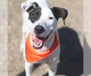 Labrador Retriever Dogs for adoption in San Antonio, TX, USA