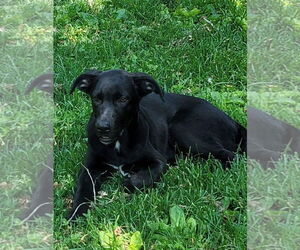 Shepradors Dogs for adoption in New London, WI, USA