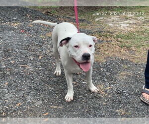 Bulldog-Unknown Mix Dogs for adoption in Ocala, FL, USA