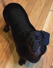 Dachshund Dogs for adoption in Bellbrook, OH, USA