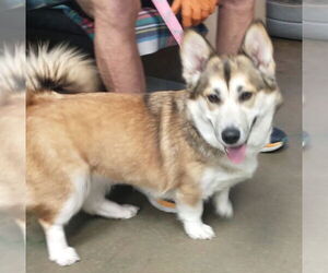 Huskies -Pembroke Welsh Corgi Mix Dogs for adoption in Denver , CO, USA