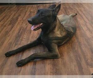 Mutt Dogs for adoption in San Antonio, TX, USA