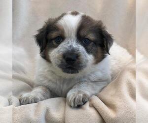 Labrador Retriever-Unknown Mix Dogs for adoption in San Diego, CA, USA