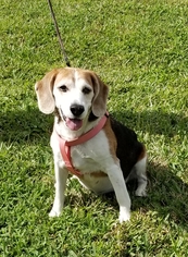 Beagle Dogs for adoption in Lake Worth, FL, USA