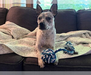 Mutt Dogs for adoption in Minneapolis, MN, USA