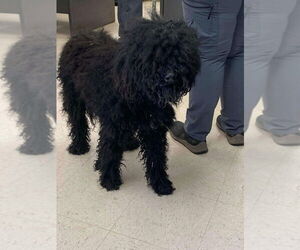Poodle (Standard)-Unknown Mix Dogs for adoption in New York, NY, USA