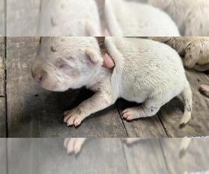 Medium Photo #3 American Pit Bull Terrier Puppy For Sale in Houston, TX, USA