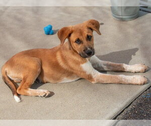 Texas Heeler-Unknown Mix Dogs for adoption in San Andreas, CA, USA