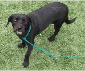 Cairn Terrier-Unknown Mix Dogs for adoption in Orange, CA, USA