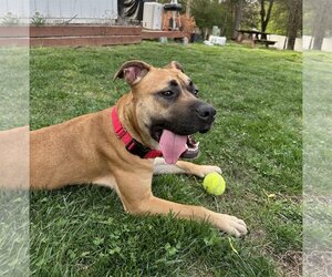 American Pit Bull Terrier-Black Mouth Cur Mix Dogs for adoption in Spotsylvania, VA, USA