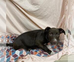 American Pit Bull Terrier-Dachshund Mix Dogs for adoption in Modesto, CA, USA