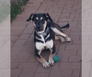 Shepradors Dogs for adoption in Scottsboro, AL, USA