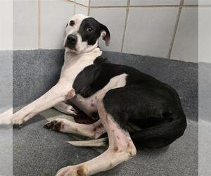 American Staffordshire Terrier-Unknown Mix Dogs for adoption in San Antonio, TX, USA