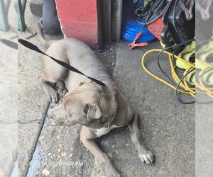 American Staffordshire Terrier-Unknown Mix Dogs for adoption in San Antonio, TX, USA
