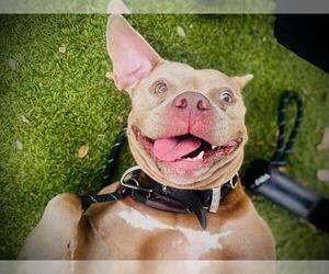 Mutt Dogs for adoption in Orlando, FL, USA
