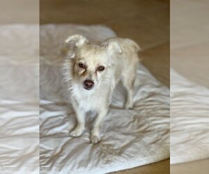 Papillon Dogs for adoption in Menifee, CA, USA