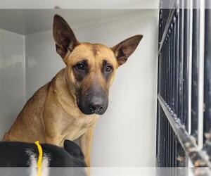 German Shepherd Dog Dogs for adoption in Houston, TX, USA