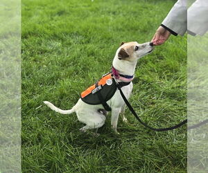 Jack Russell Terrier-Unknown Mix Dogs for adoption in Foristell, MO, USA