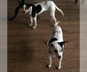 Rat Terrier-Unknown Mix Dogs for adoption in Guilford, CT, USA