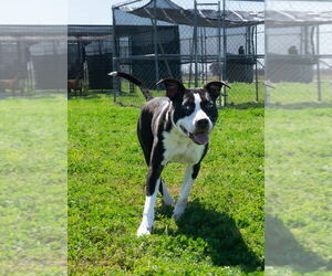 Medium Photo #1 Mutt Puppy For Sale in Abbeville, LA, USA