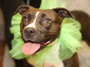 American Staffordshire Terrier Dogs for adoption in Waynesville, NC, USA