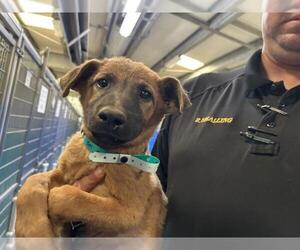 Mutt Dogs for adoption in Visalia, CA, USA