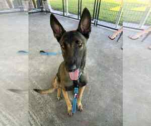 Mutt Dogs for adoption in Imlay City, MI, USA