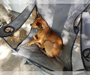 Dorgi Dogs for adoption in Houston, TX, USA