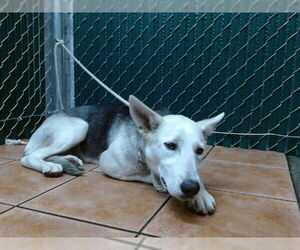 Keeshond Dogs for adoption in Downey, CA, USA