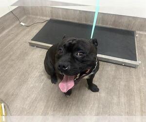 American Pit Bull Terrier-Unknown Mix Dogs for adoption in Pasadena, CA, USA