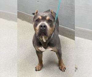 American Pit Bull Terrier-Unknown Mix Dogs for adoption in Las Vegas, NV, USA