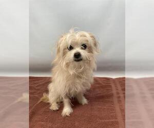 Maltese Dogs for adoption in Fort Collins, CO, USA