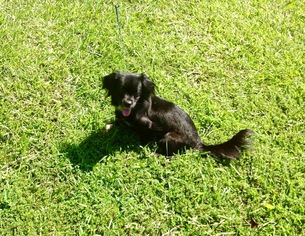 Peke-A-Poo Dogs for adoption in Texarkana, TX, USA